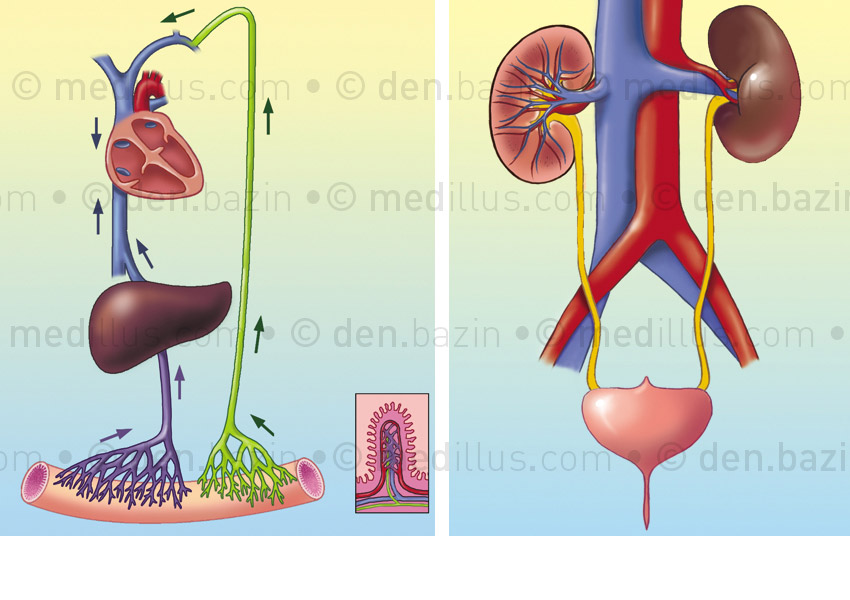 Absorption et système urinaire