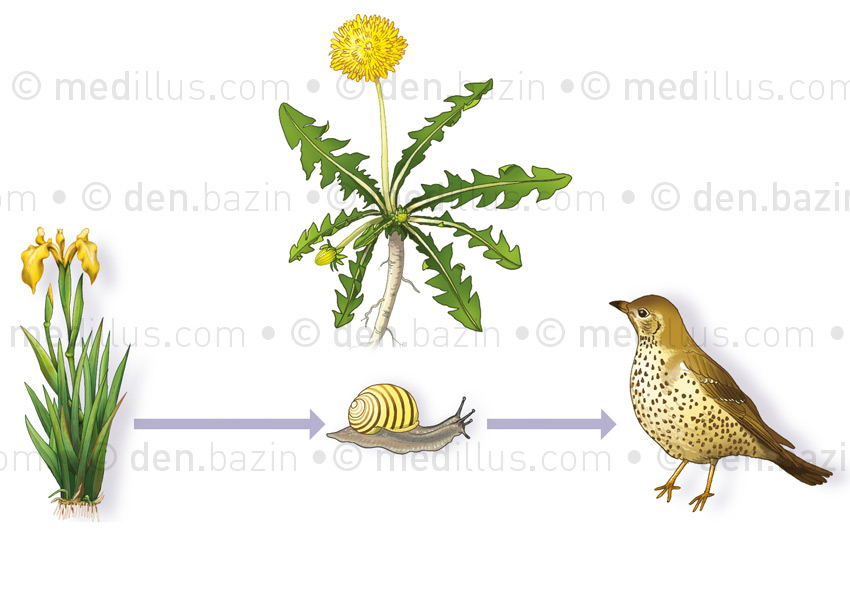 Chaîne alimentaire et pissenlit