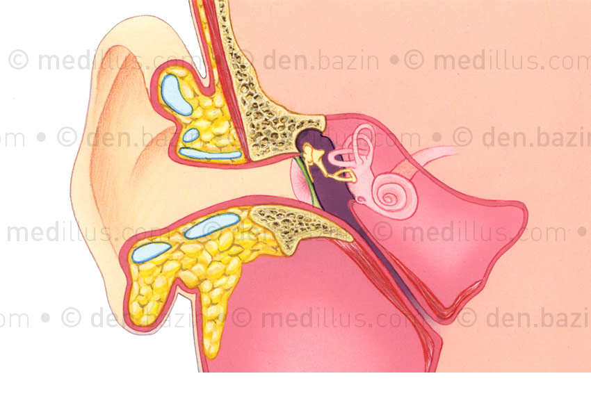 Oreille