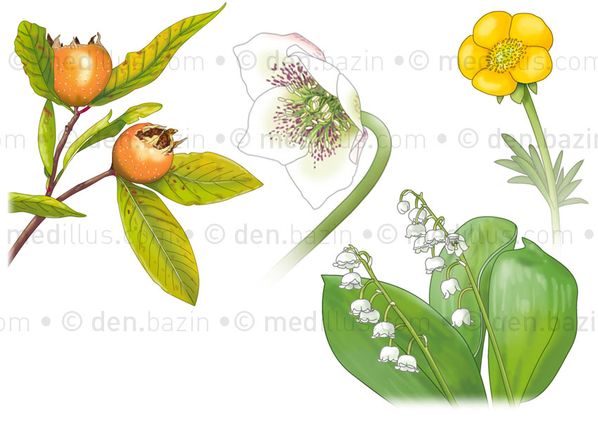 Nèflier, élébore, muguet et bouton d'or