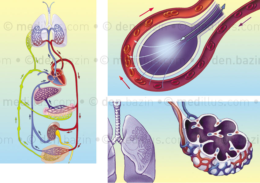 Circulation et alvéoles