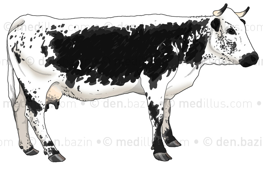 Vache vosgienne