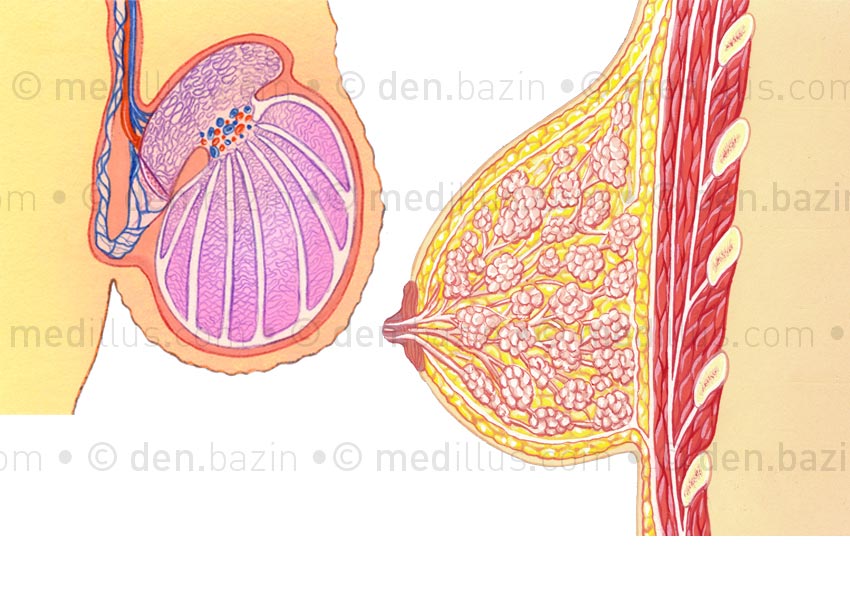 Testicule et sein