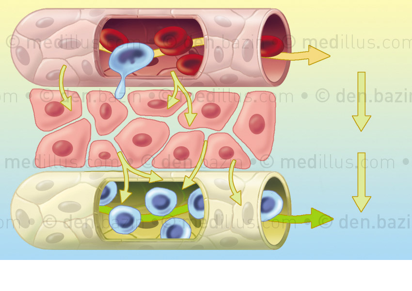 Échanges cellulaires par le sang et la lymphe