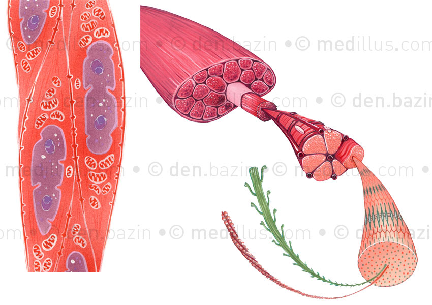 Cellule et fibres musculaires