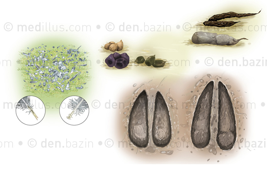 Plumée, excréments et traces