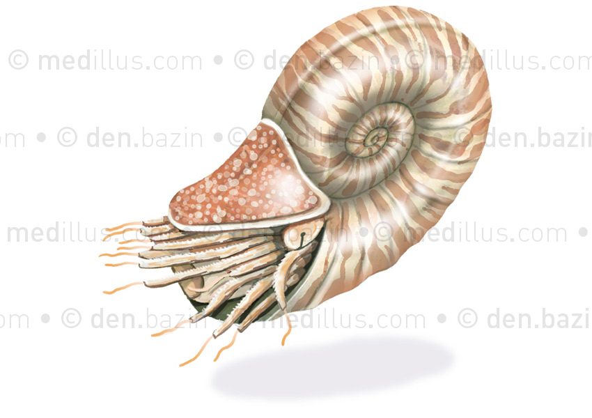 Ammonite