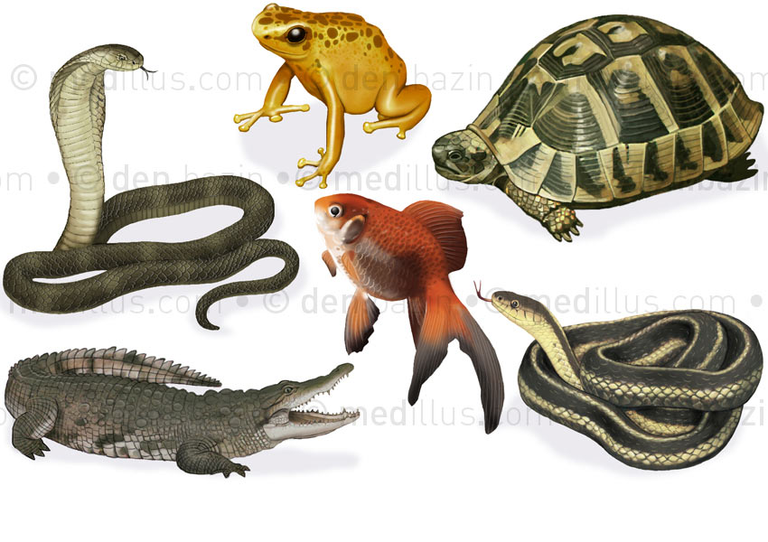 Reptiles, batracien et poisson