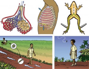 Côte d’Ivoire Biologie 3ème – 4ème