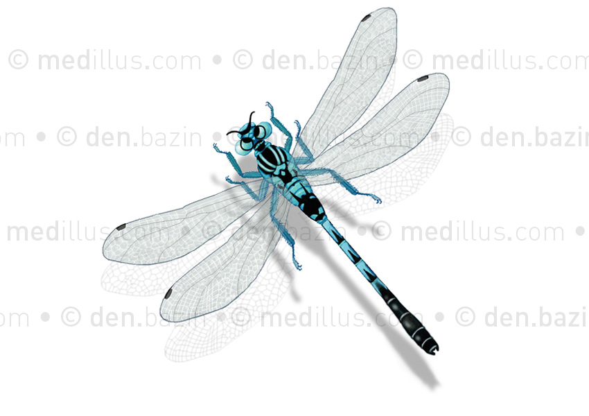 Agrion de Mercure