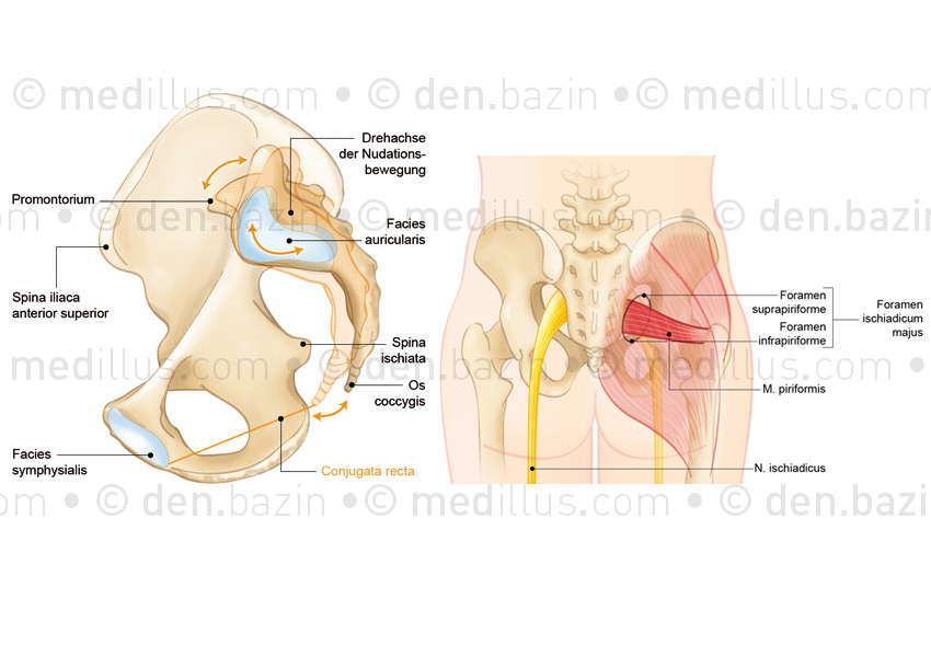 Anatomie du bassin, muscles et nerfs