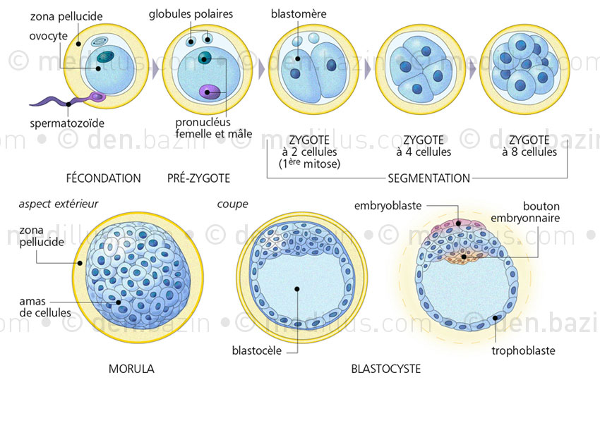 Fécondation, segmentation et compaction