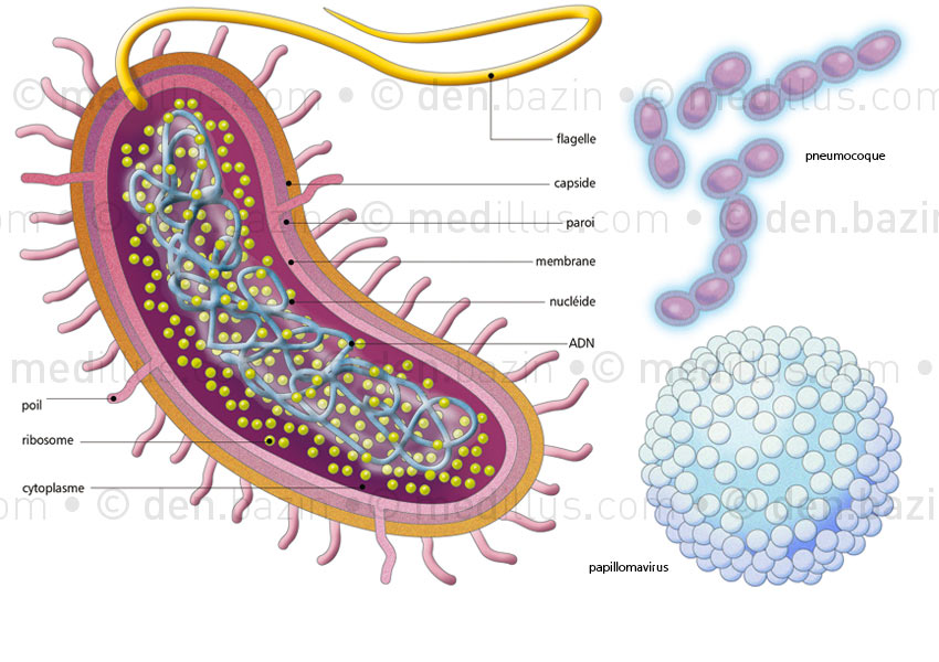 Structure d'une bactérie, pneumocoque et papillomavirus