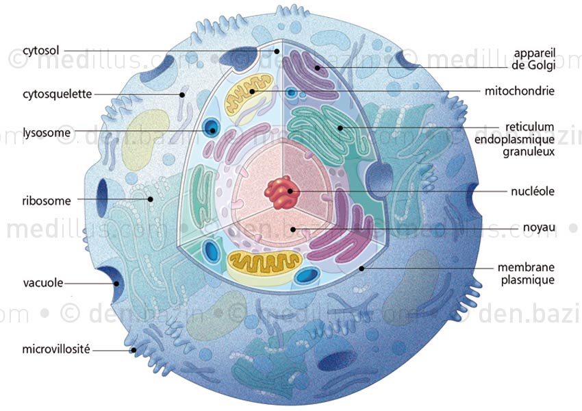 Structure et éléments constituant une cellule