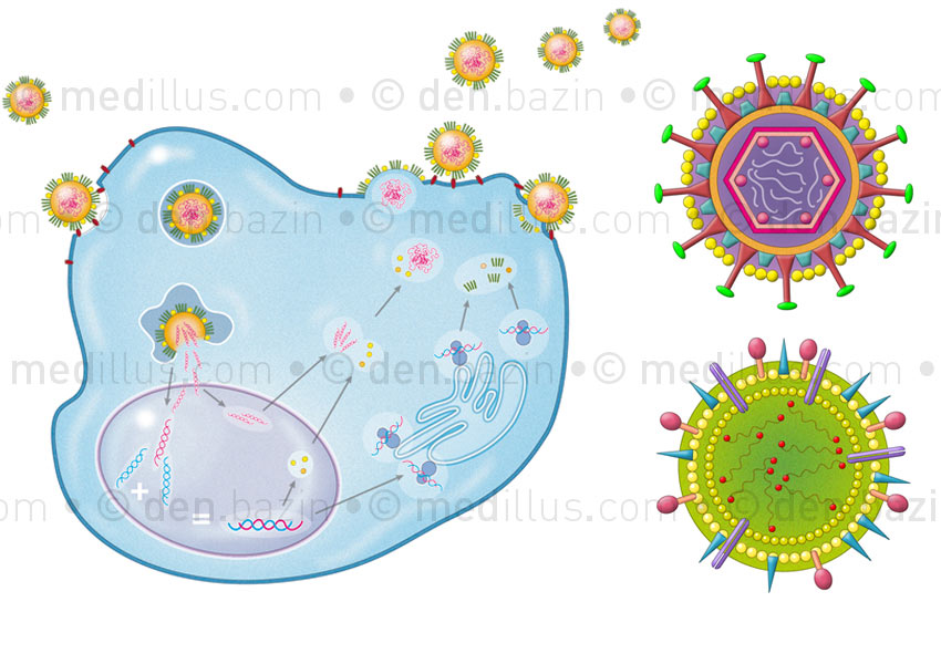 Réplication du virus de la grippe, rotavirus et virus H5N1