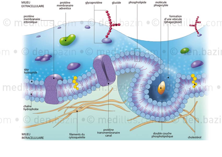 Membrane plasmique et ses éléments 