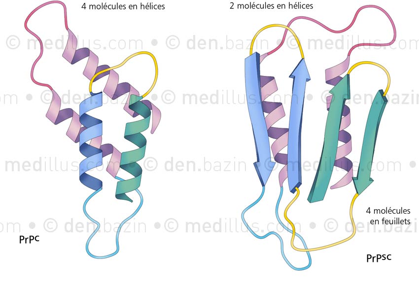 Prion normal et prion anormal