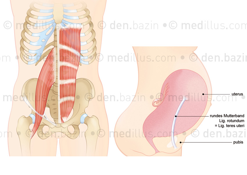 Muscle psoas et abdominaux, ligament rond