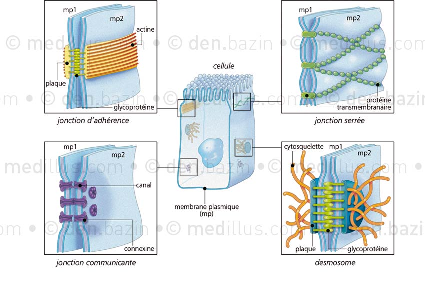 Différents types de jonctions cellulaires