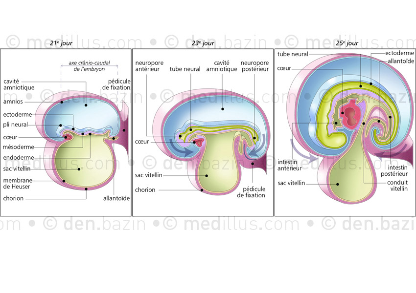 Organogenèse au cours de la 4ème semaine