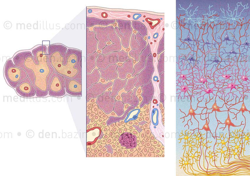 Coupe histologique du thymus et organisation du cortex cérébral