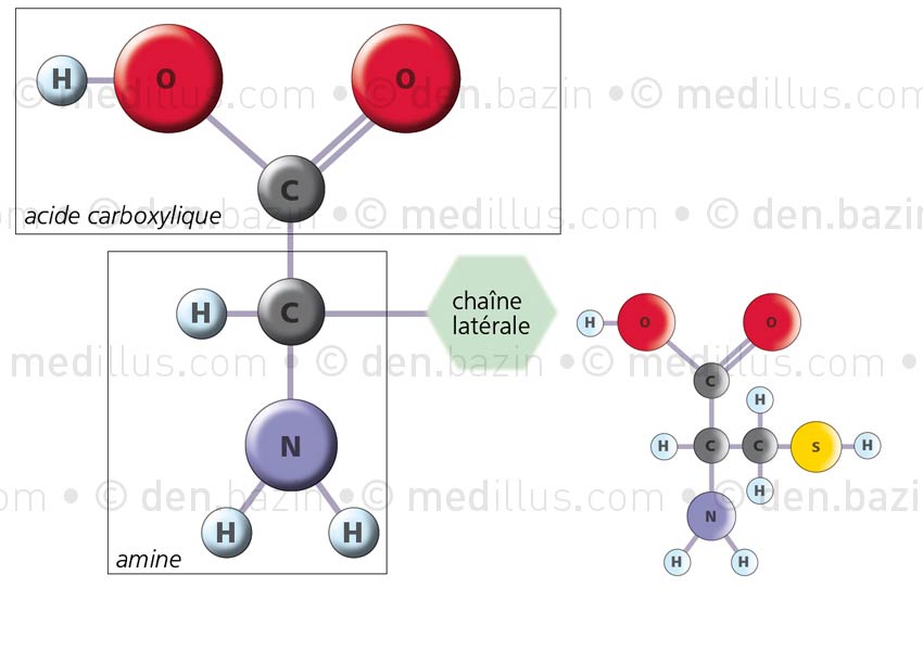 Structure atomique des acides aminés