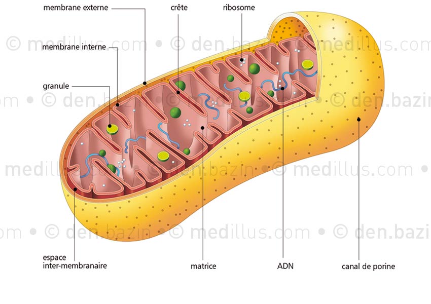 Structure d'une mitochondrie