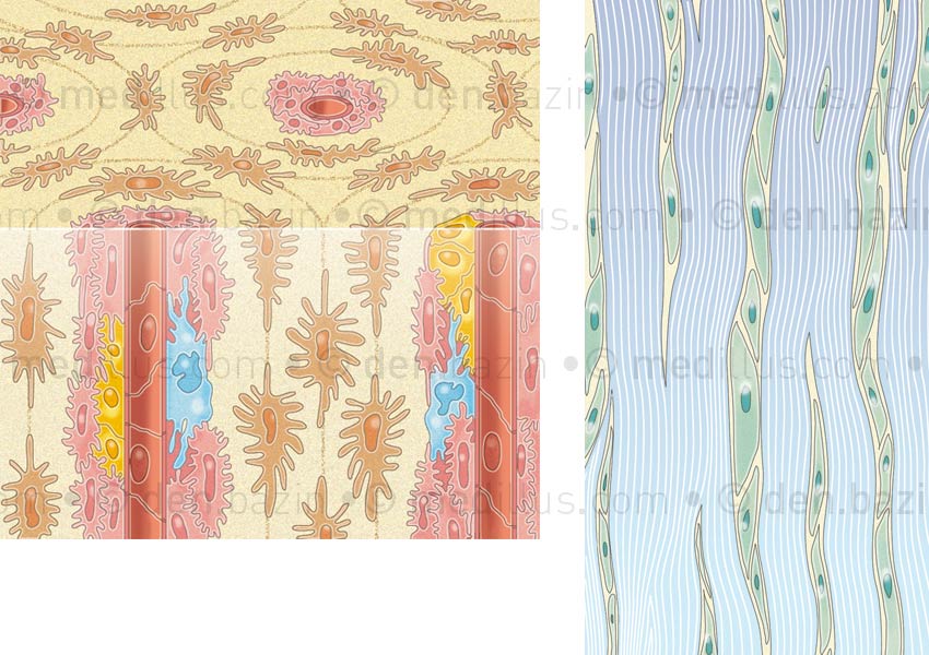 Tissu osseux et organisation des fibres de collagène