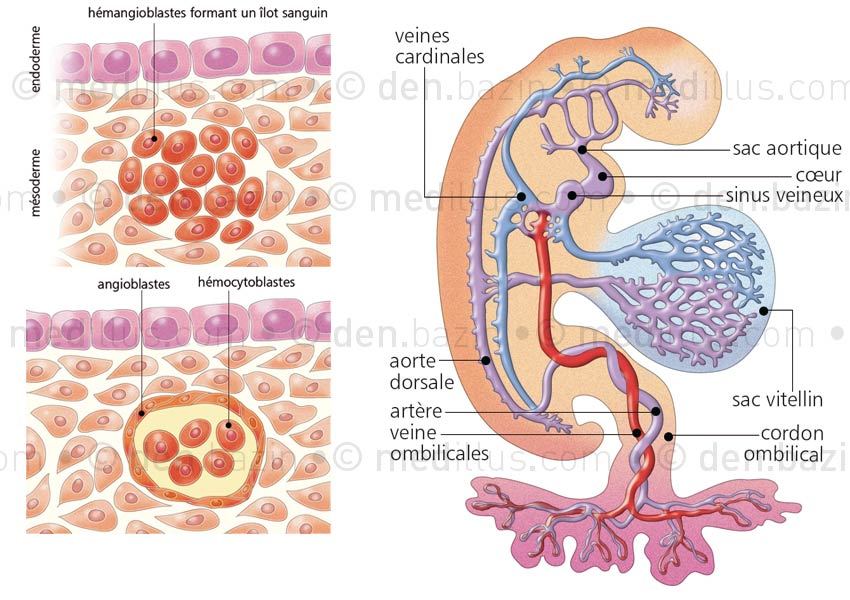 Vasculogenèse dès le 17ème jour et vaisseaux embryonnaires au 22ème jour