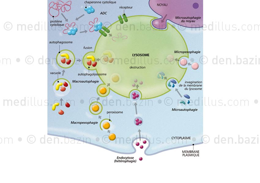 Différents modes d'autophagie du lysosome