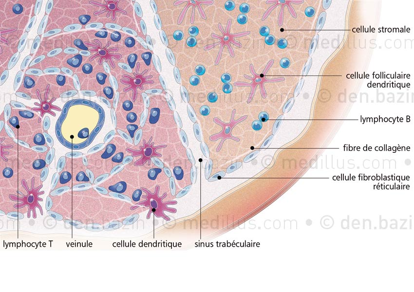 Structure d'un ganglion lymphatique