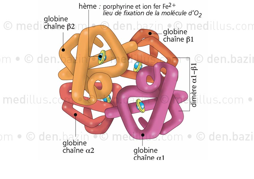 Hémoglobine