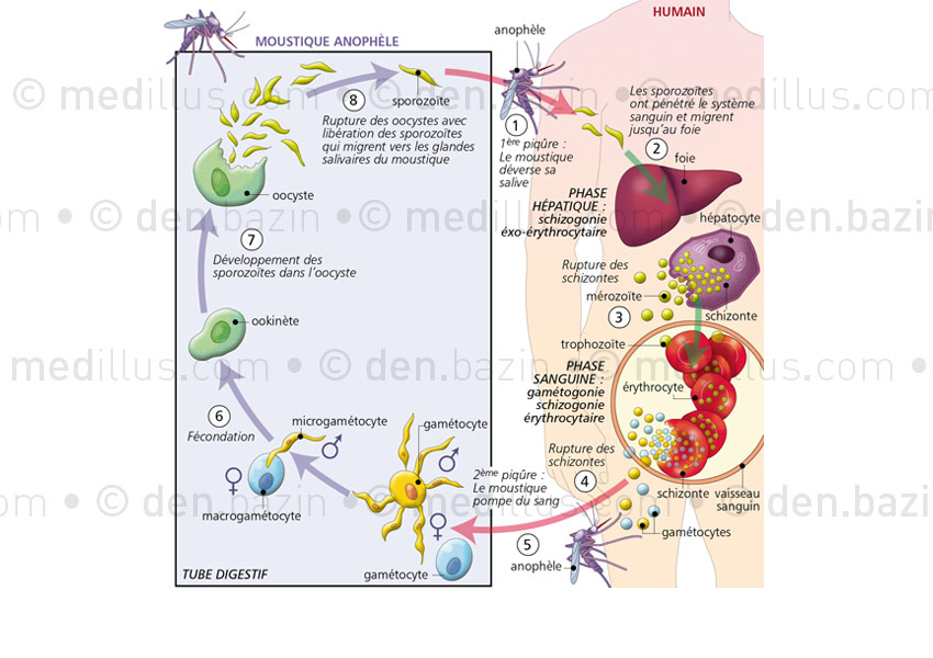 Cycle et contamination du plasmodium du paludisme