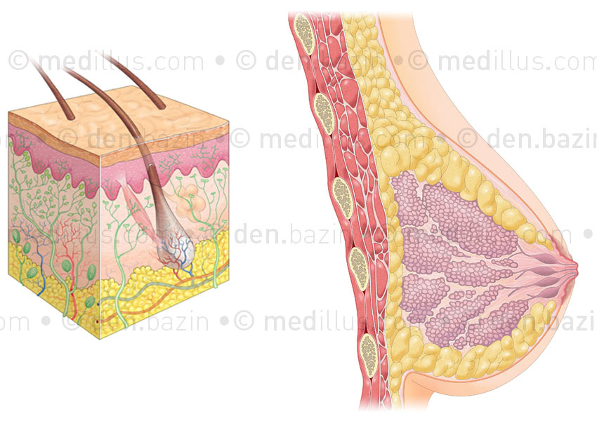 Coupe de peau et anatomie du sein