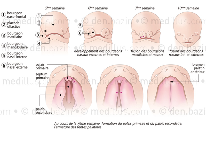 Développement de la face et fermeture du palais