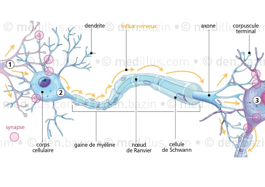 La conduction nerveuse le long de l'axone du neurone