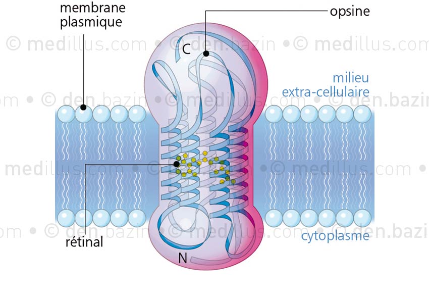 Glycoprotéine d'opsine dans la membrane du photorécepteur