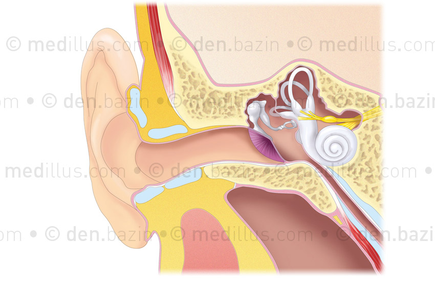 Anatomie de l'oreille