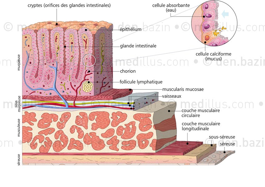 Structure de la paroi du côlon