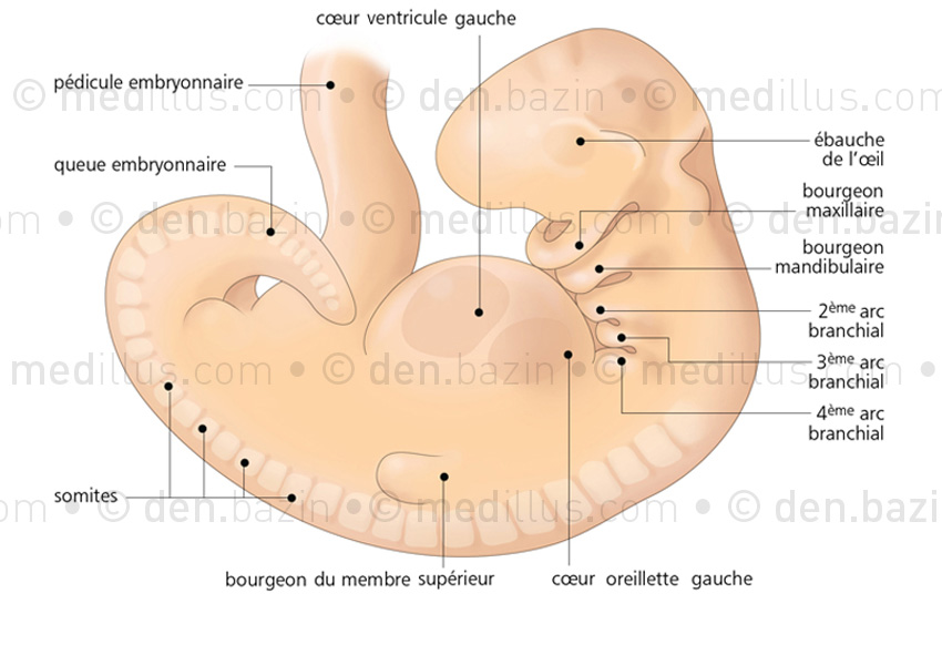 Embryon au 32ème jour