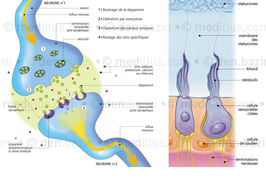 Synapse chimique à dopamine et cellule ciliée de l'oreille interne