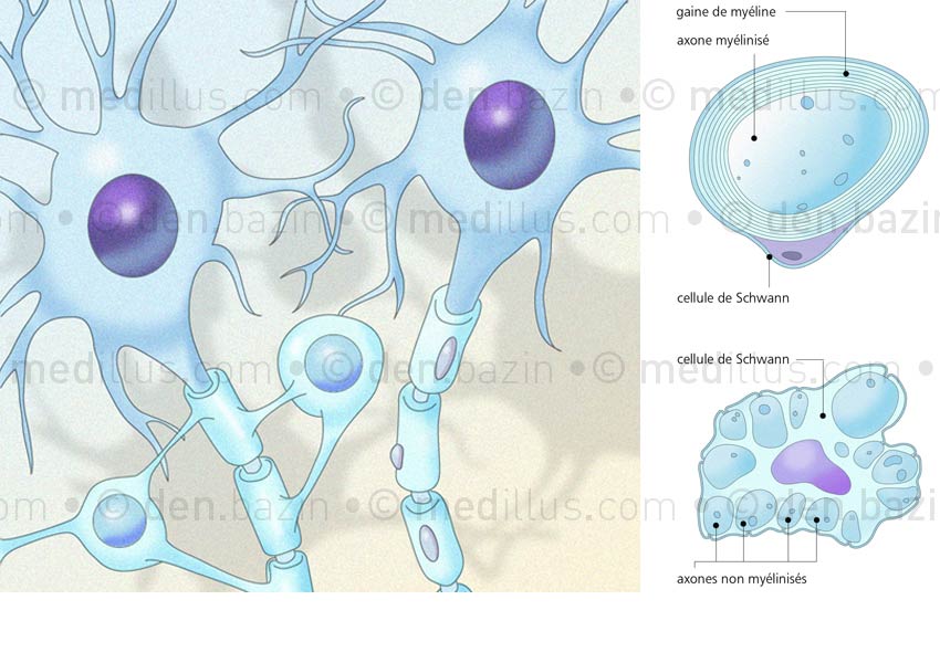 Organisation et différents types de gliocytes