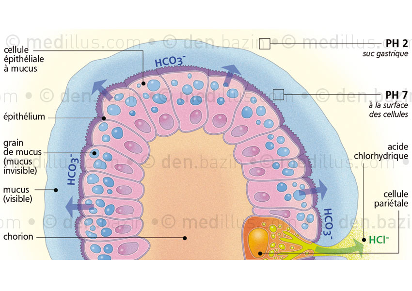 Sommet d'une glande gastrique recouverte de mucus protecteur