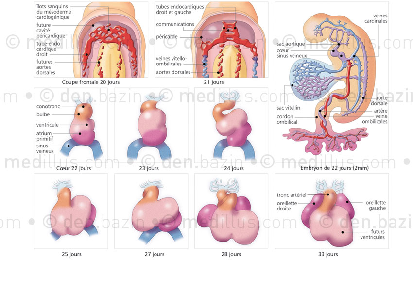 Embryologie du cœur