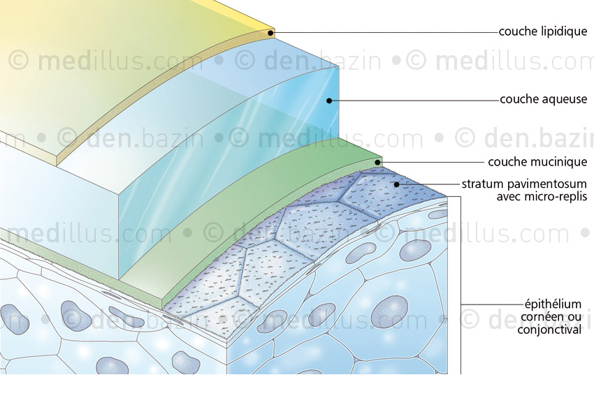 Composition du film lacrymal