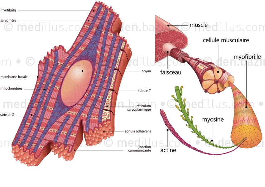 Structure d'un myocyte et microfibre musculaire