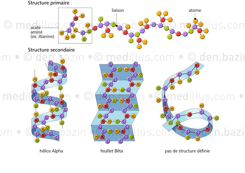 Structures des protéines