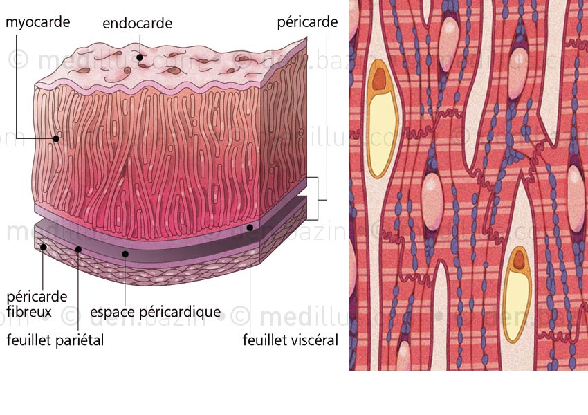 Tuniques cardiaques et organisation des myocytes