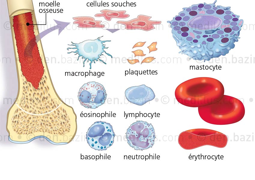 Cellules sanguines issues de la moelle osseuse