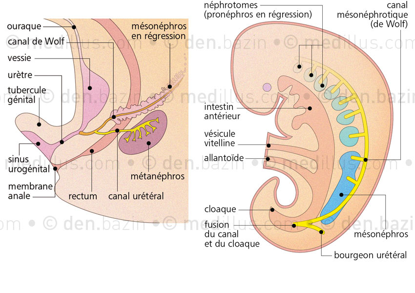 Développement du système urinaire et embryon à la 4ème semaine